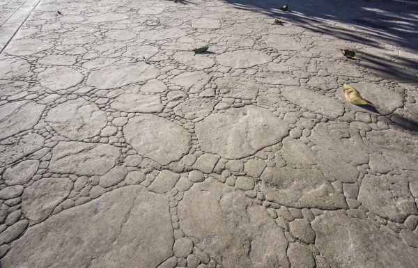 Imprinted Concrete Placement